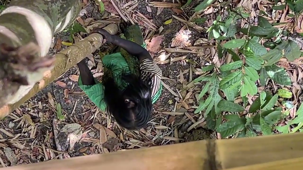 จังหวะนรกแตก!!ผีป่าเดินมาขอข้าวกินใต้ห้าง ￼