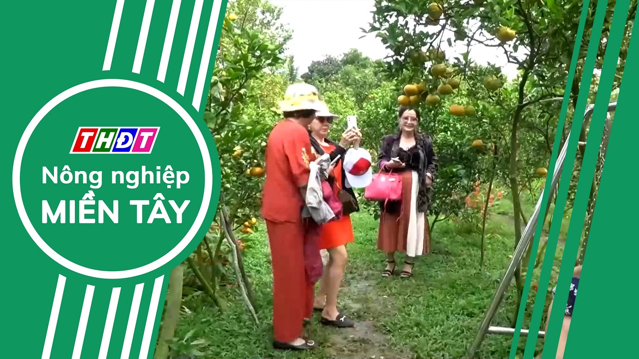 Nhiều vườn quýt hồng mở cửa đón khách xuyên Tết | Nông nghiệp Miền Tây