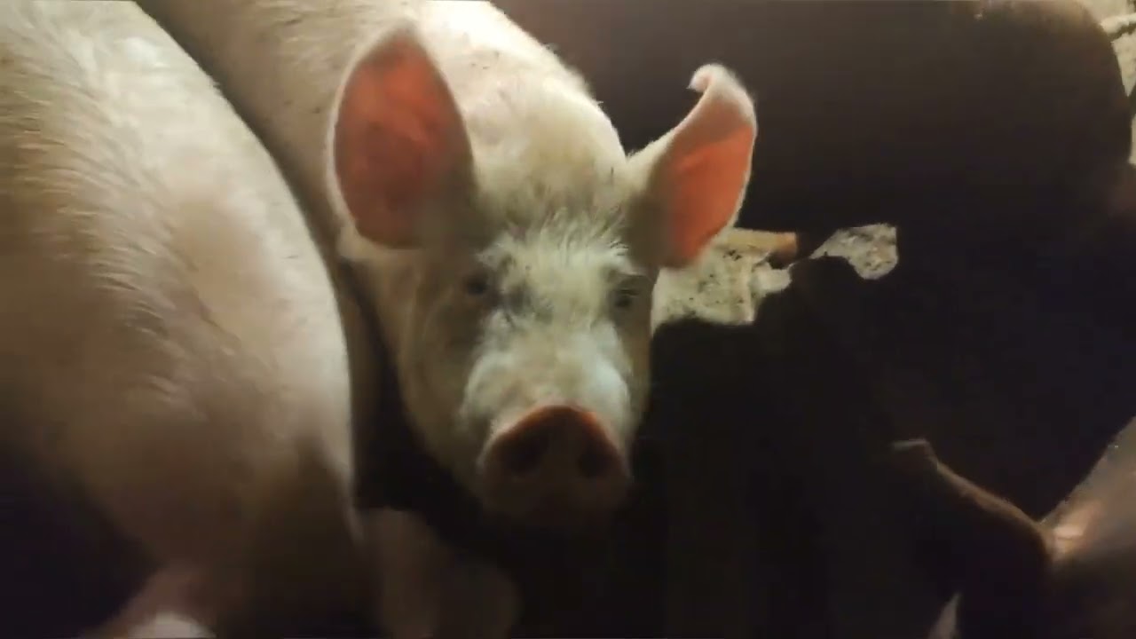 Свинi🐽🐷Нічна управка🌘🌙❗😱 Життя в прифронтових містах 🚀🧨💣☢️⚠️🚨🆘 Не дають Розвиватися❗😡
