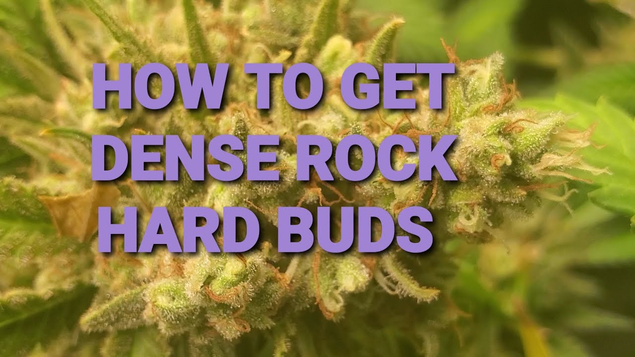 GROW TIPS: HOW TO GET DANK DENSE ROCK HARD BUDS EASY
