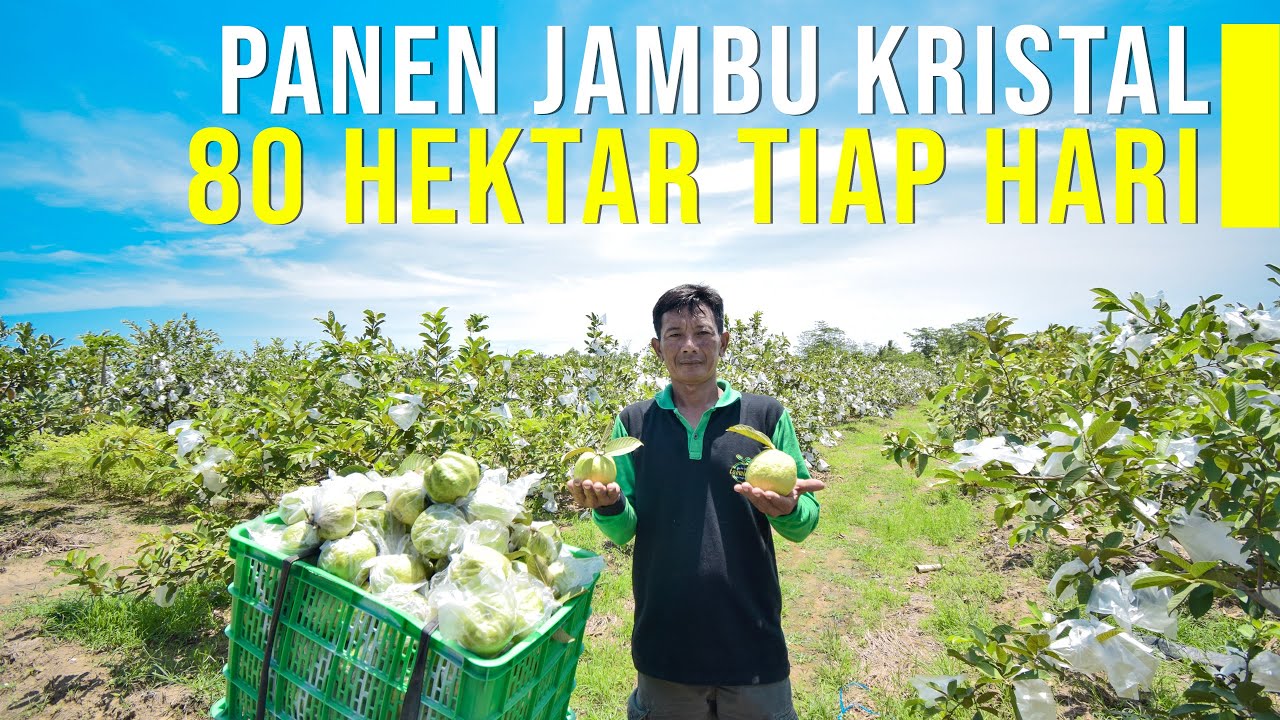 Cerita Sukses Petani Jambu Kristal 80 Hektar Dan Panen Tiap Hari