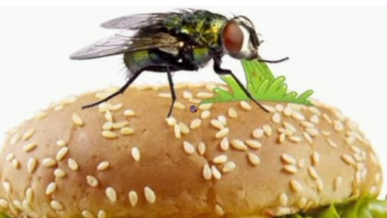 Insecte utile și dăunătoare | Surorile AuSum | Videoclip informativ
