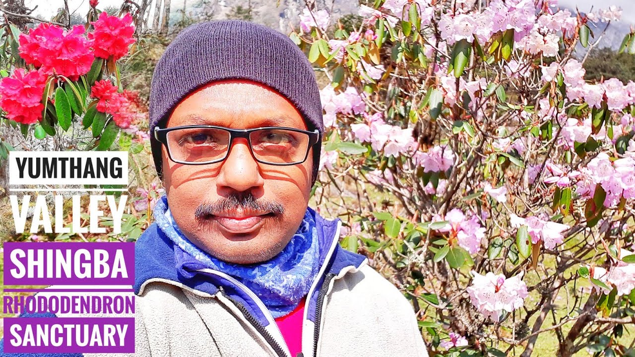 Shingba Rhododendron Sanctuary | Yumthang Valley | North Sikkim Tour Part 5 Valley Of Flowers Sikkim