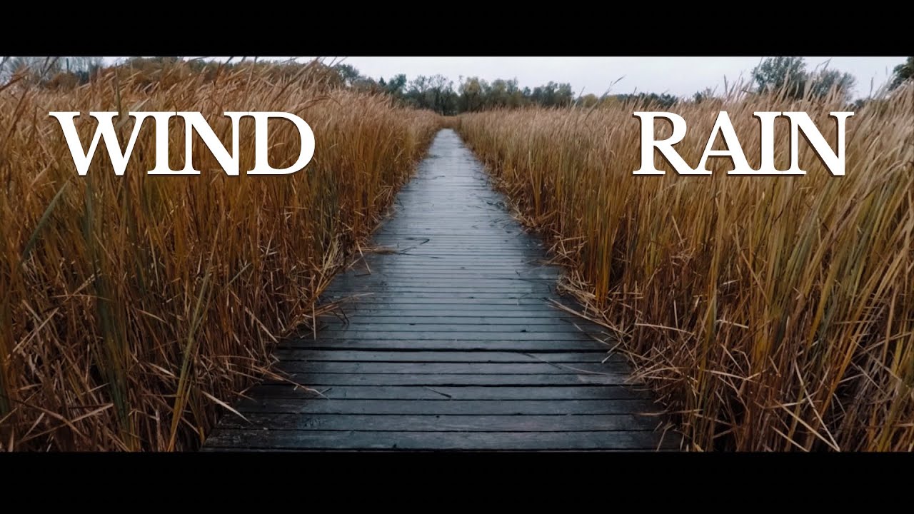 🎧 REEDS CRACKLING IN THE WIND AS RAIN DROPS DRIP OFF THE BOARDWALK | MY FAVORITE SOUND COMBO!