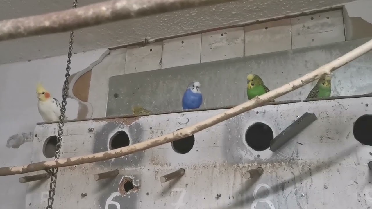 Uzgoj papagaja u volijerama