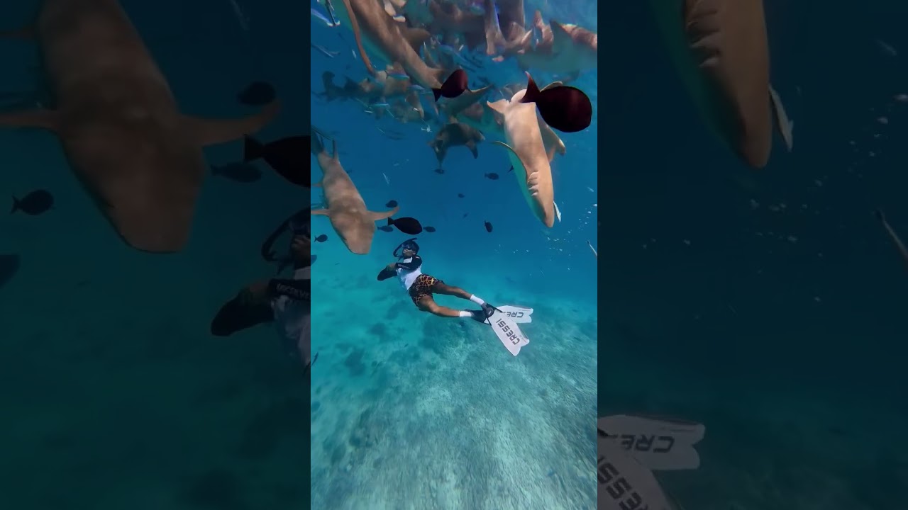 underwater adventures🐬