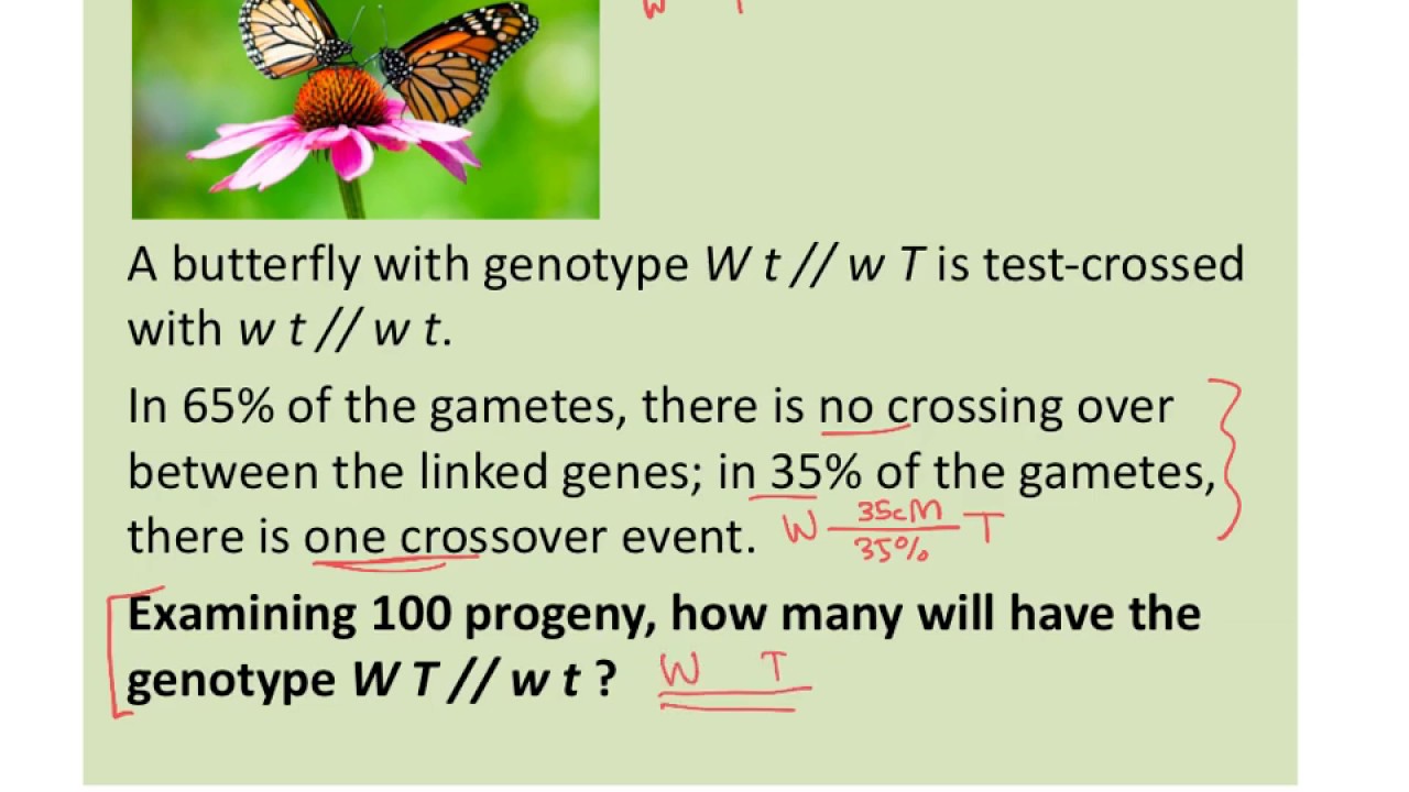 BIOL183: Gene Linkage Problems 2