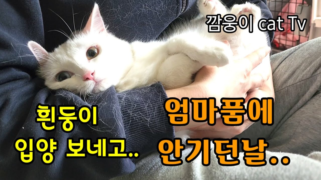 흰둥이 입양보네고 엄마품에 안기던날 