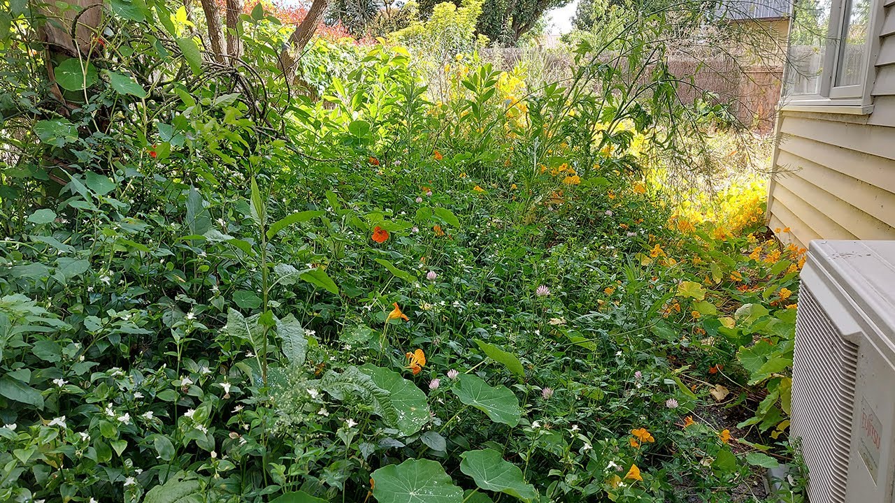 A Long-Neglected Garden Makeover | It has became a New Garden