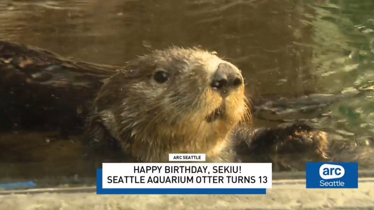 Seattle Aquarium beloved sea otter Sekiu celebrates its 13th birthday with seafood cake