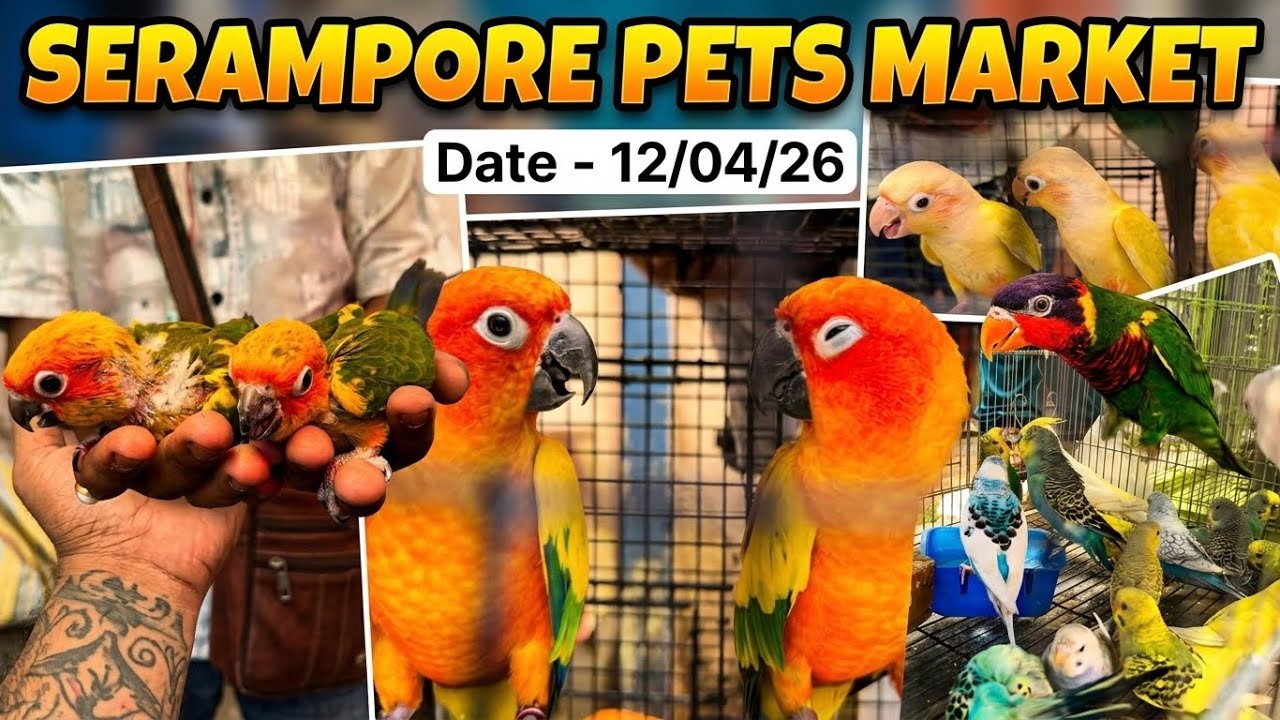Serampore Pets Market 2026 | Exotic Birds Price Update & Huge Collection | parrot Sachin 
