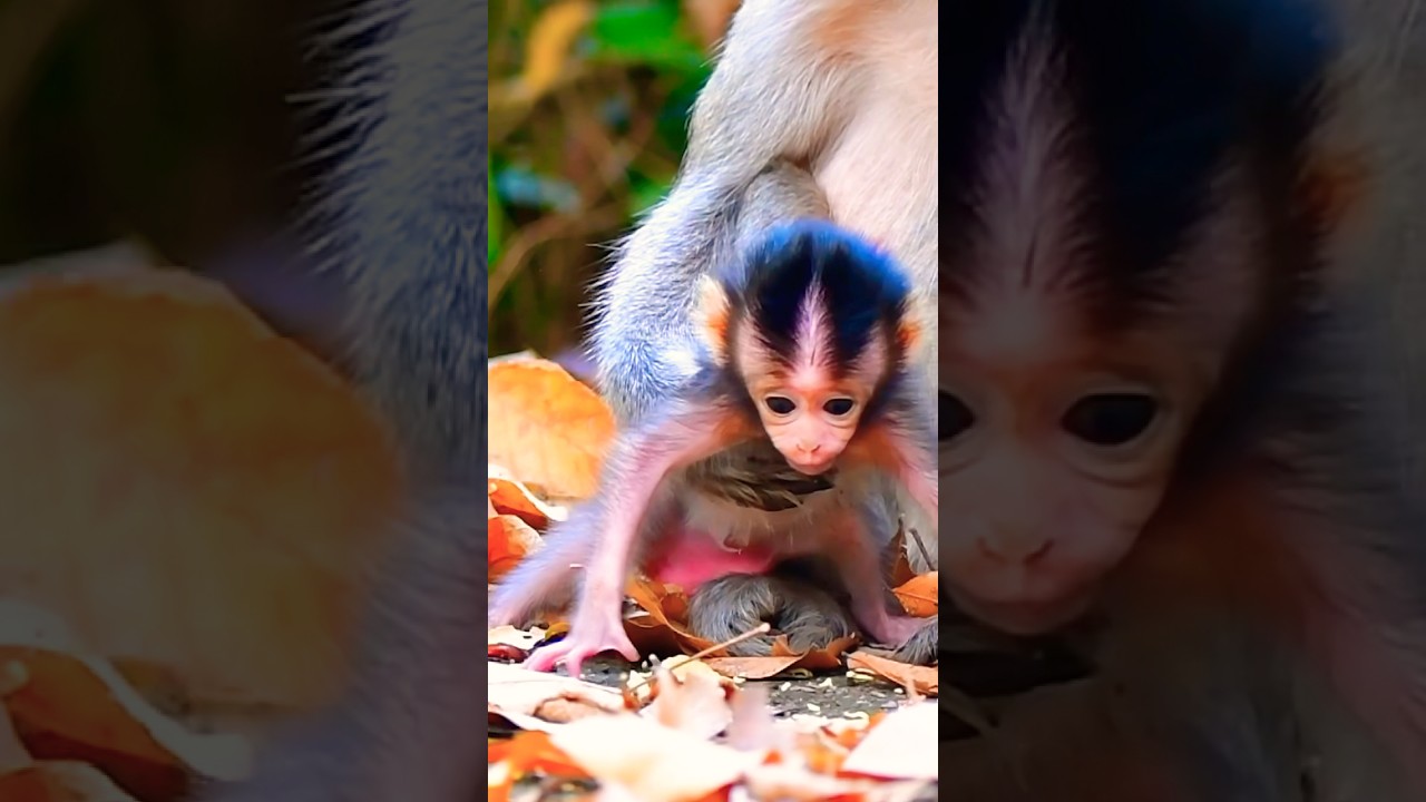 Lovely Newborn Monkey | Calm & Peaceful Video #wildlifeentertainment #animallife