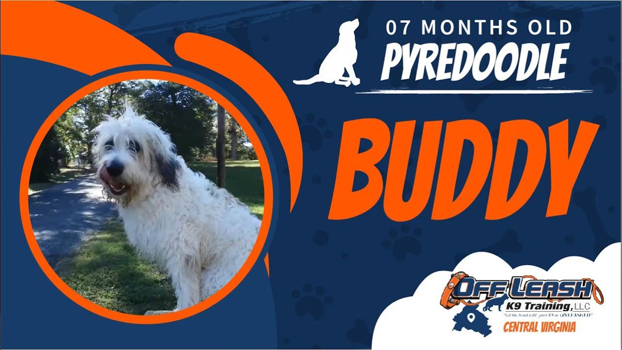 7 Mo. Old Pyredoodle (Buddy) | Best Dog Trainers in Richmond! | Dog Training Richmond Virginia