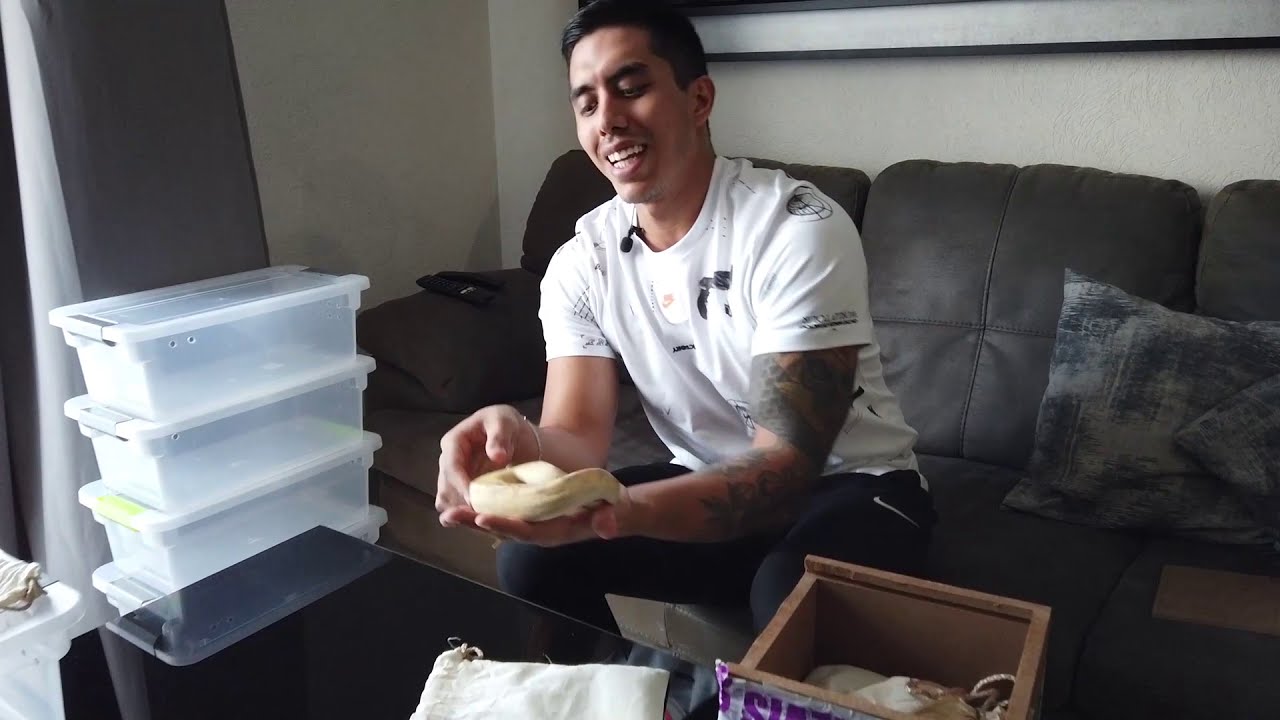 !UNBOXING! Nuevas pitones bola llegando a OrochiSnakes...!