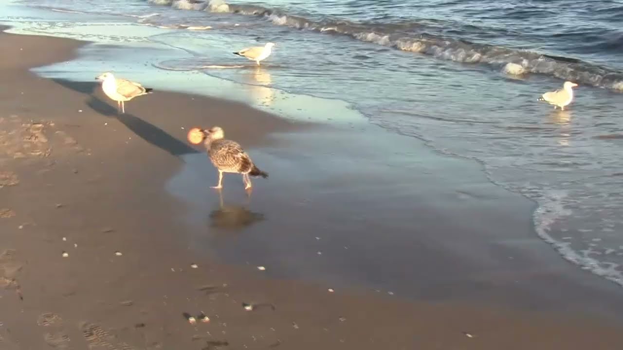 Świnoujście - Wschód Słońca, Morze Bałtyckie, Plaża, Relaks #2015
