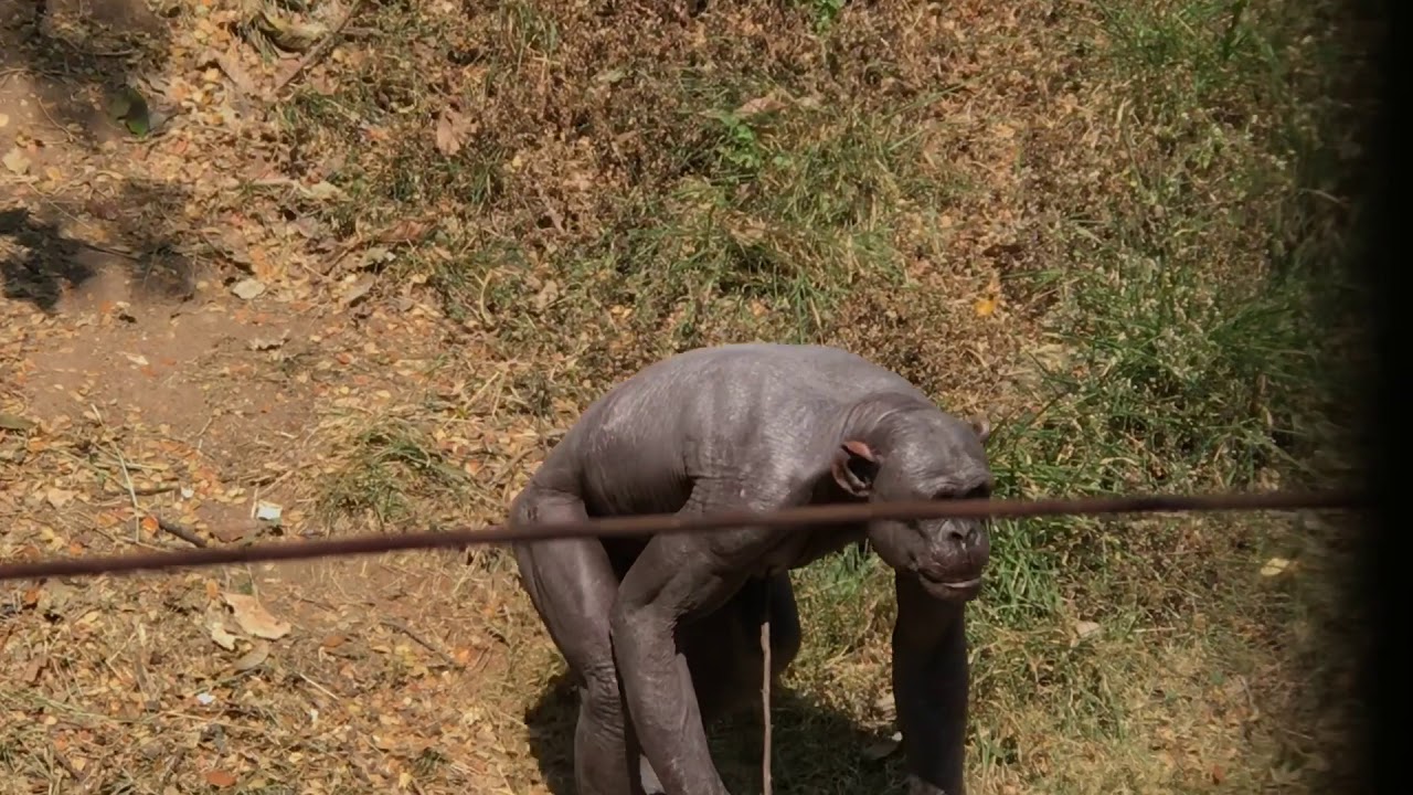 GURU the human like chimpanzee at Mysore Zoo being naughty 🙈