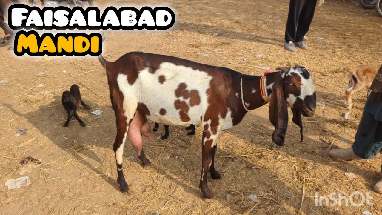 Faisalabad Wednesday Goat Mandi Ki Update 2025 #بدھ منڈی #  Sasti Bakri