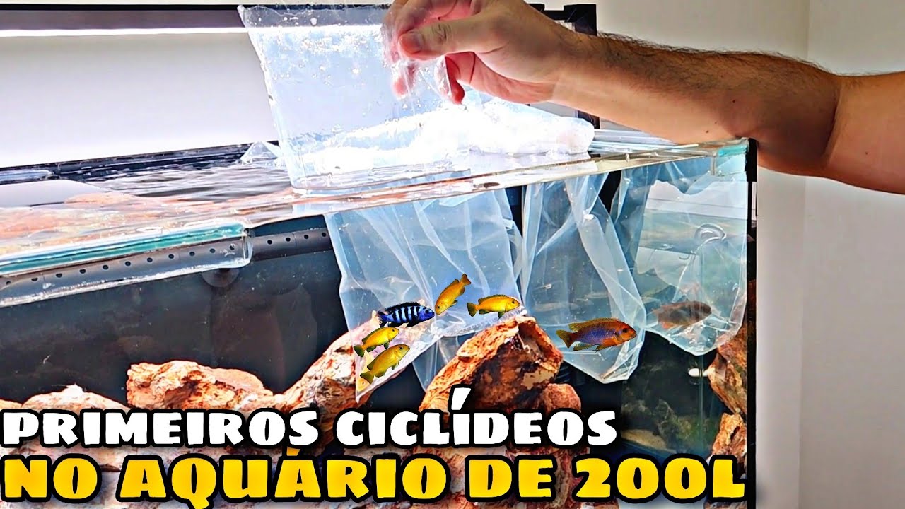 ADICIONAMOS OS PRIMEIROS CICLÍDEOS NO AQUÁRIO DE 200 LITROS