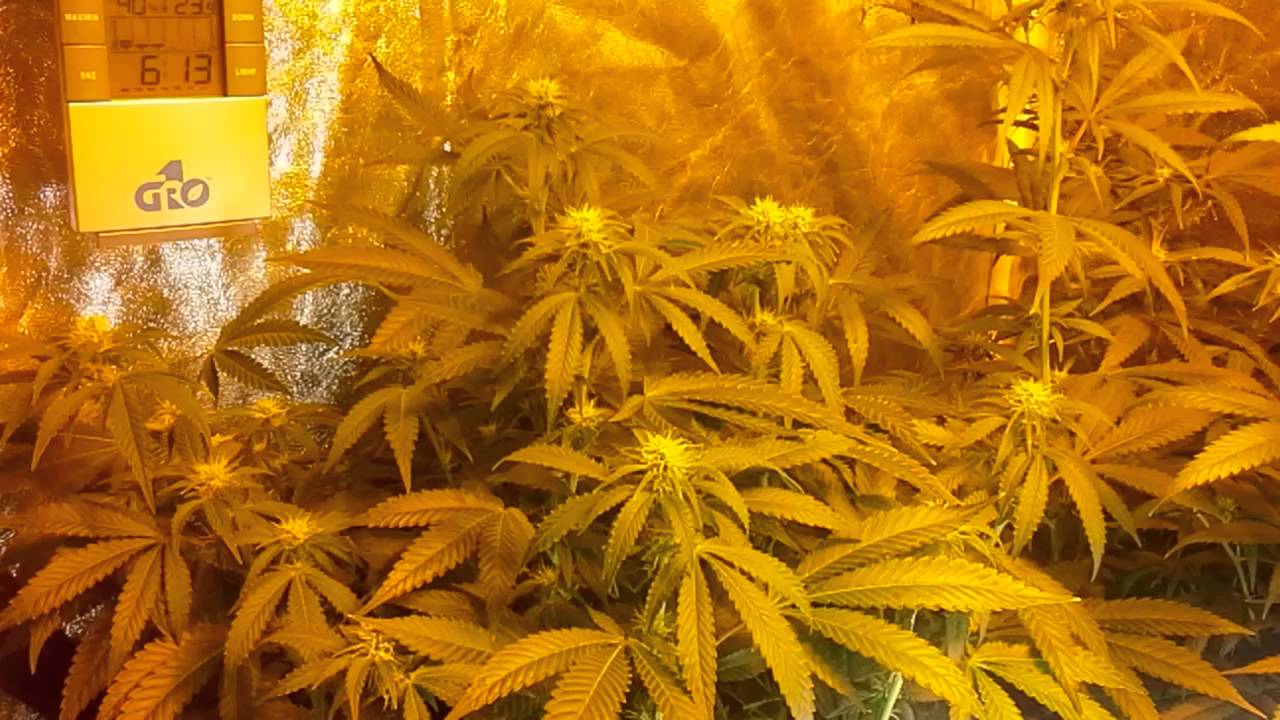 S.A.G.E.,Vanilla Kush - Day 19 - 4x4 tent - 176 watt CFL plus 600 watt HPS