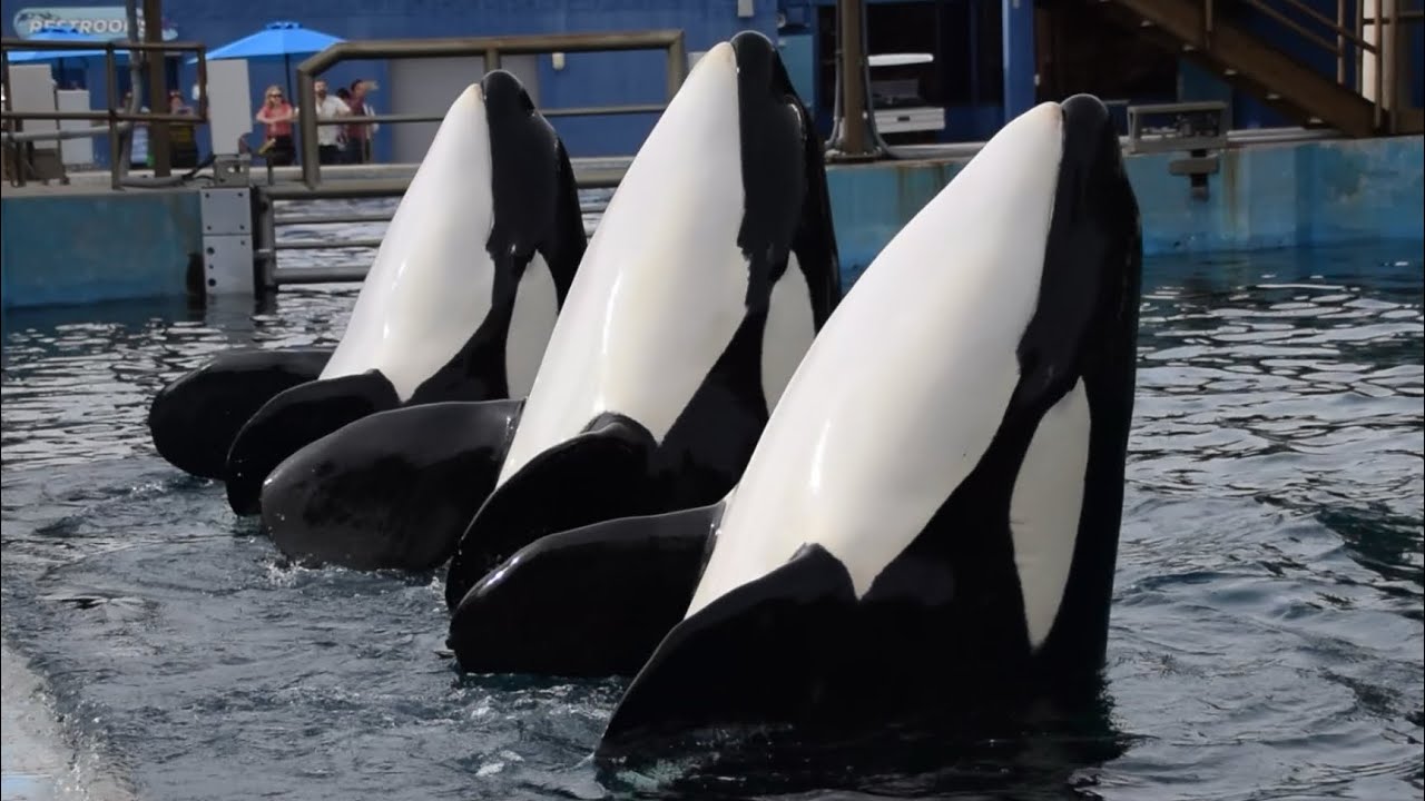 Kamea, Takara, and Sakari group behaviors during Inside Look at SeaWorld Texas November 5, 2023 3PM