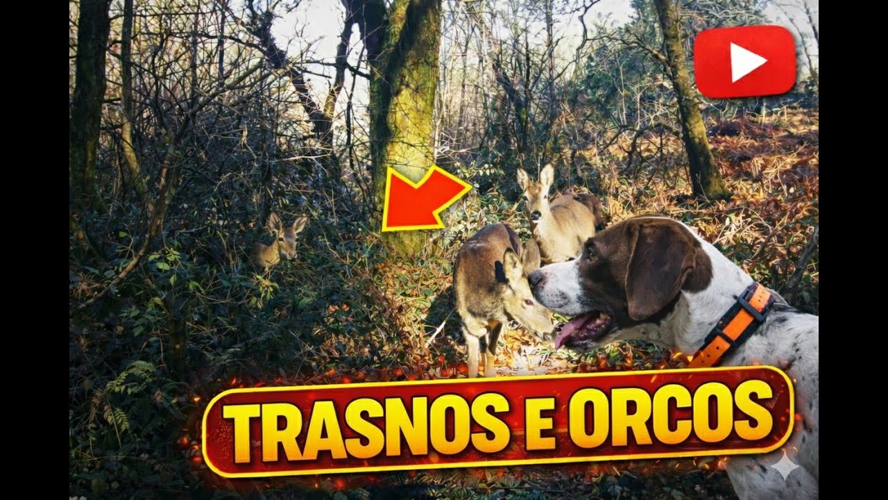 De trasnos e orcos no monte galego