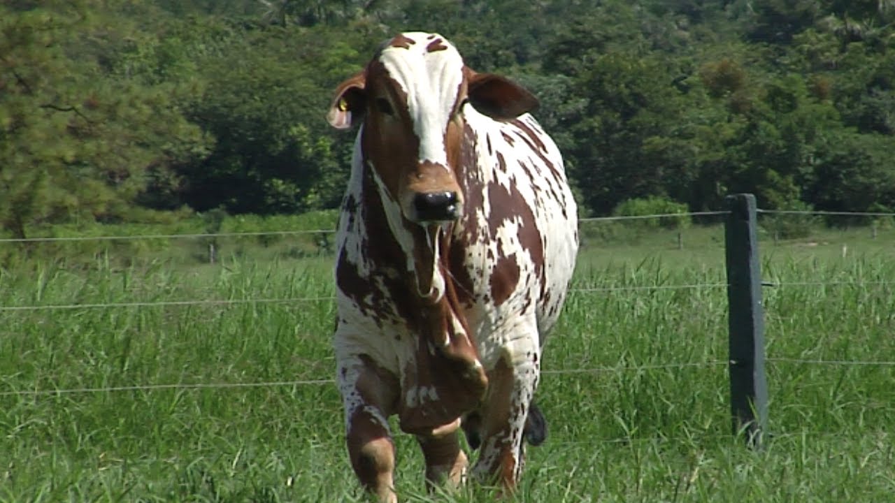 LOTE 03 - CSCQ 661