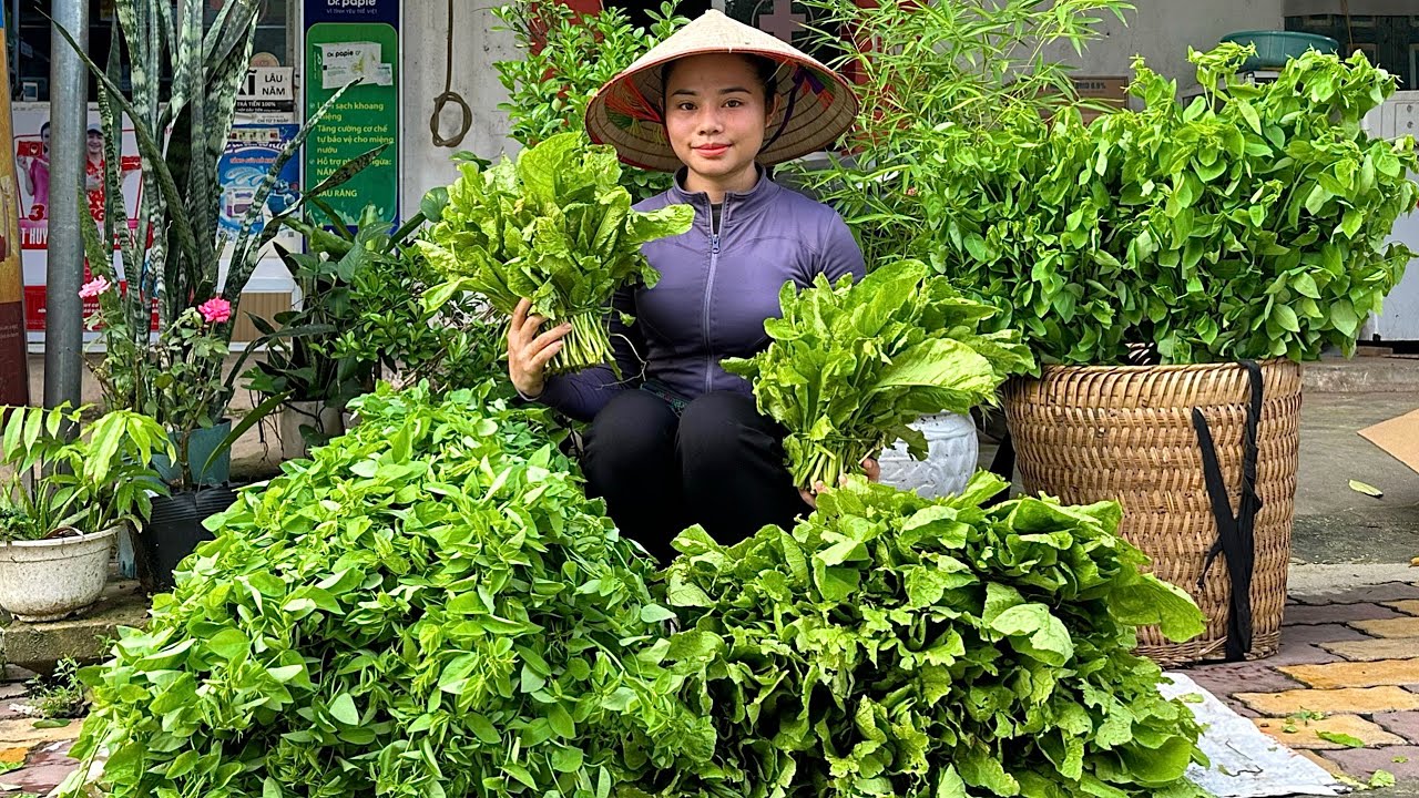 Harvesting choysum and spinach to sell at the market - planting jackfruit