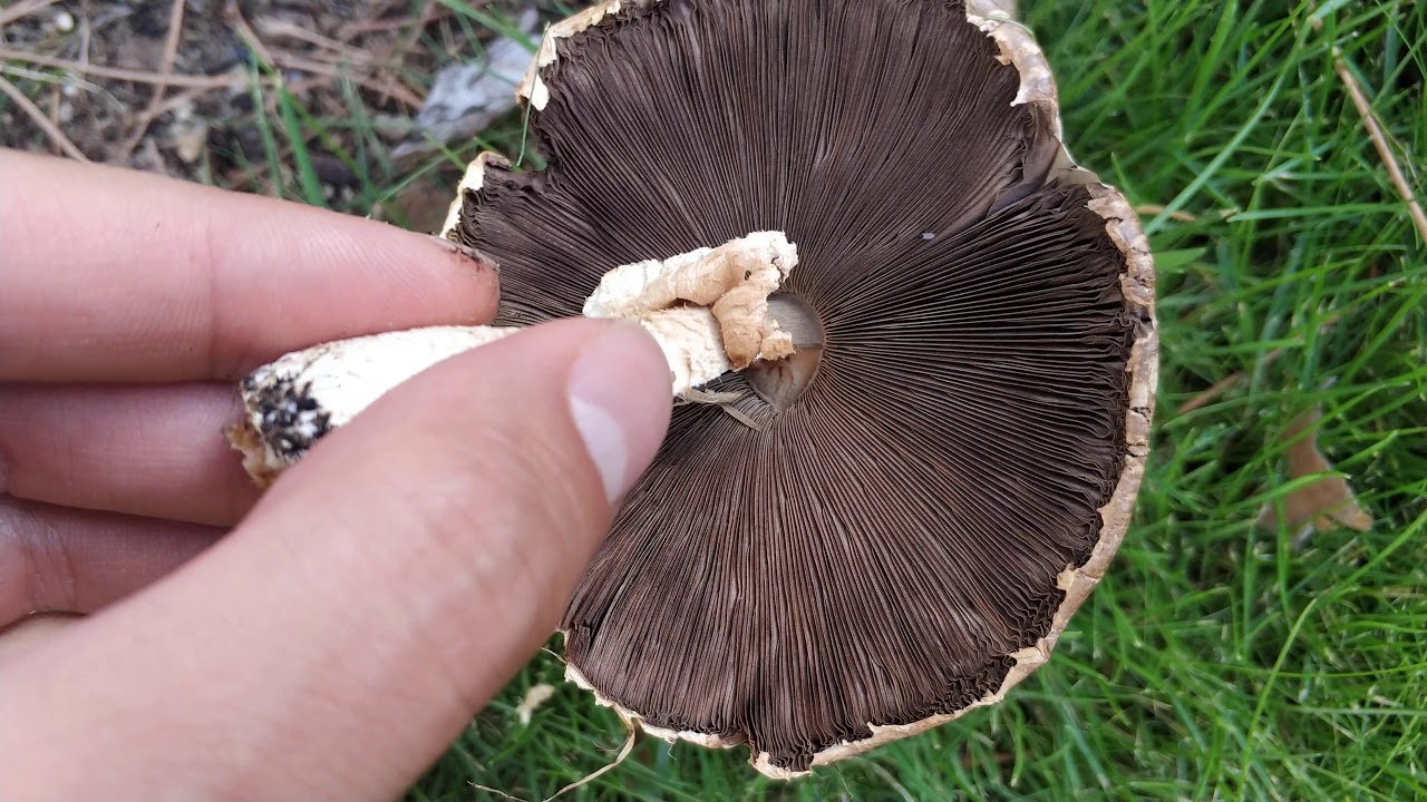Agaricus. Características del género. Los champiñones u 