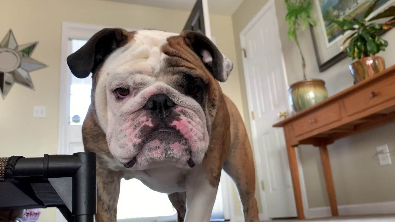 Reuben the Bulldog: Weekend With Roo