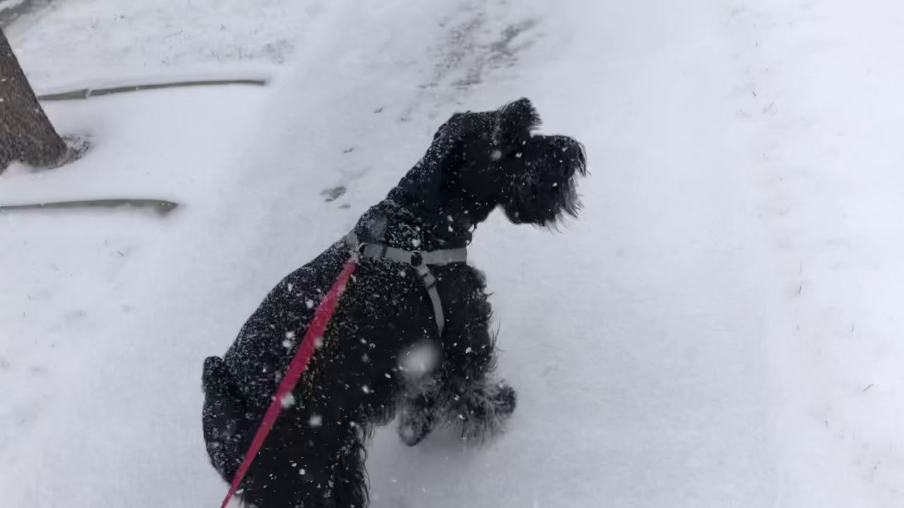 Standard Schnauzer turns 1 year old