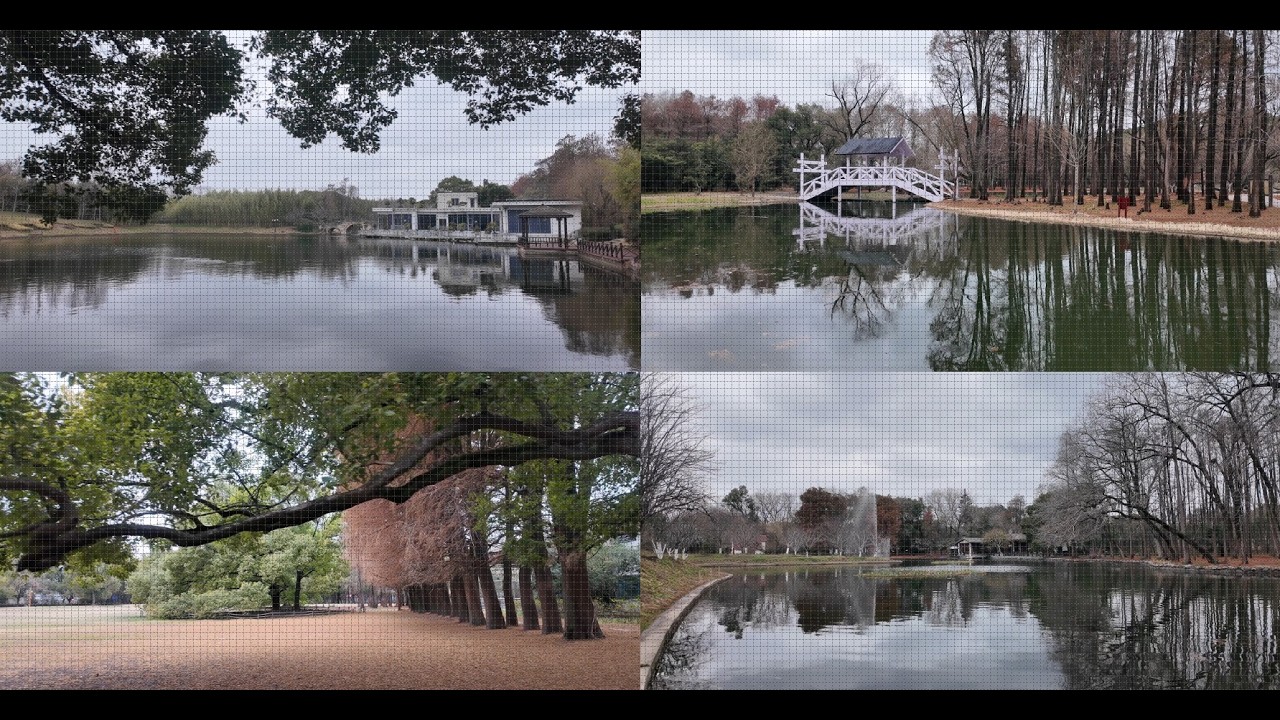 落羽杉铺就的红毯 共青森林公园 4K virtual run gongqing forest park 跑步机风景vlog 万竹园 parkrun 观鸟 摄影圣地 上海跑步路线260216