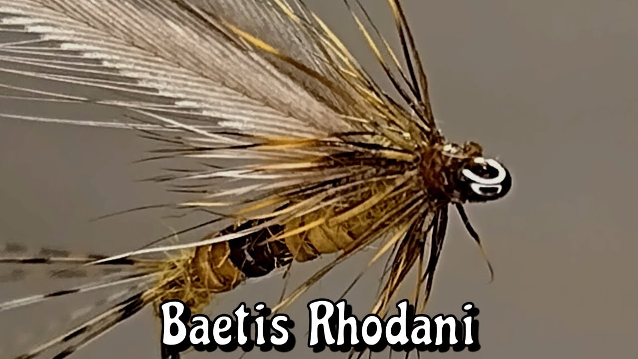 EPHEMERA - BAETIS RHODANI  imago.