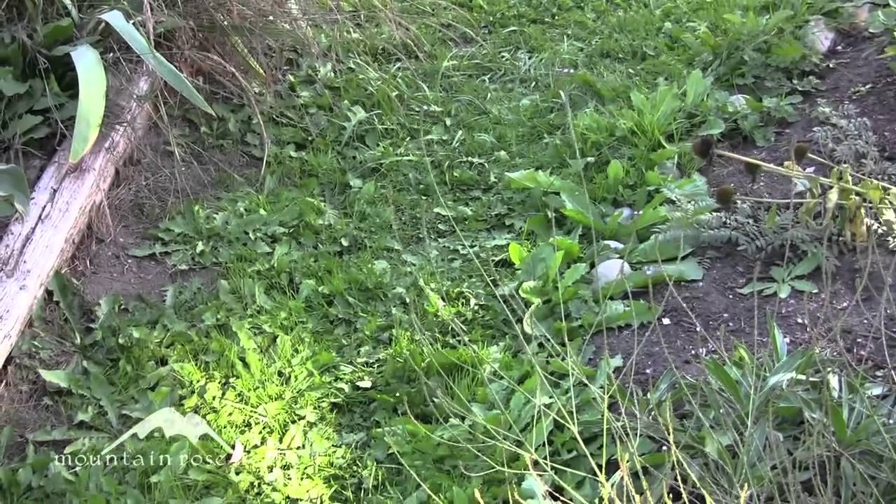 Введение в мир дикорастущих съедобных растений: одуванчик