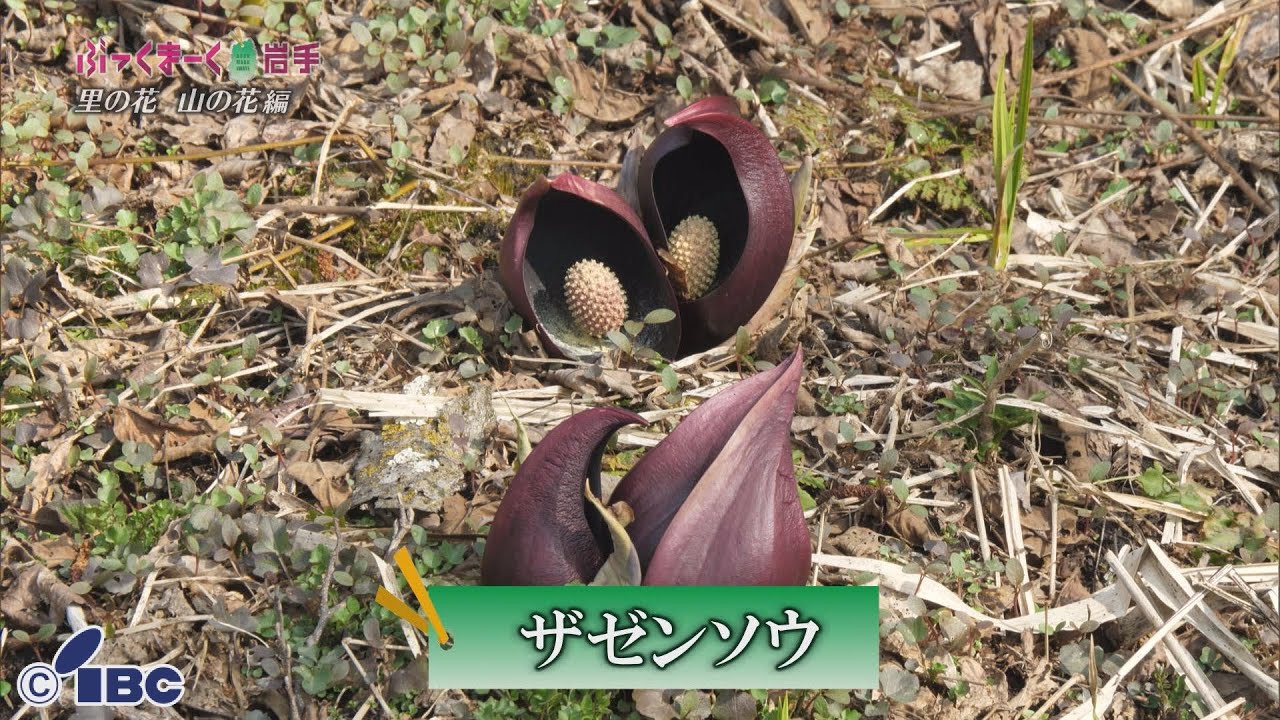 ぶっくまーく岩手　＃１２７「ザゼンソウ」岩手県北上市　【里の花山の花編】