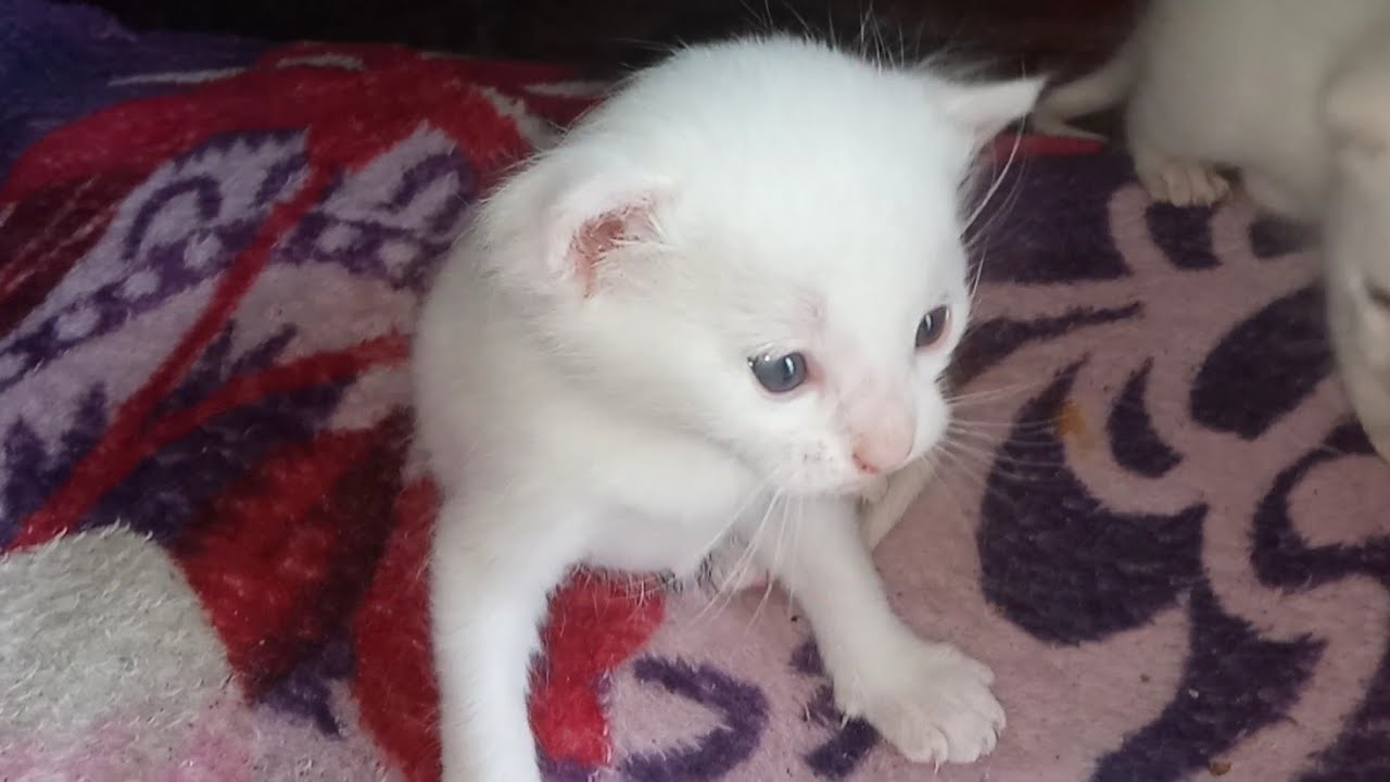 Adorable Newborn Kittens – Gender Revealed! One Kitten Is Female 🐱💕