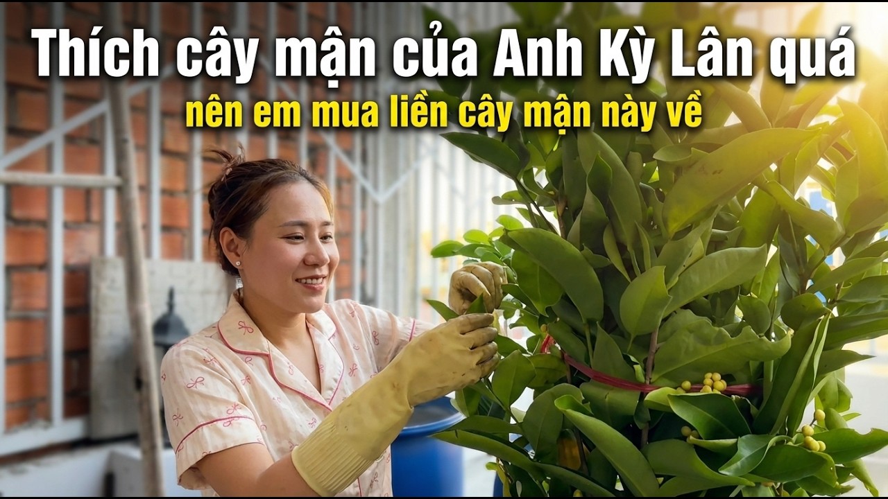 Thích cây mận của Anh Kỳ Lân quá nên em mua  liền cây mận này về. Cây mận như anh Lân khó tìm quá. 