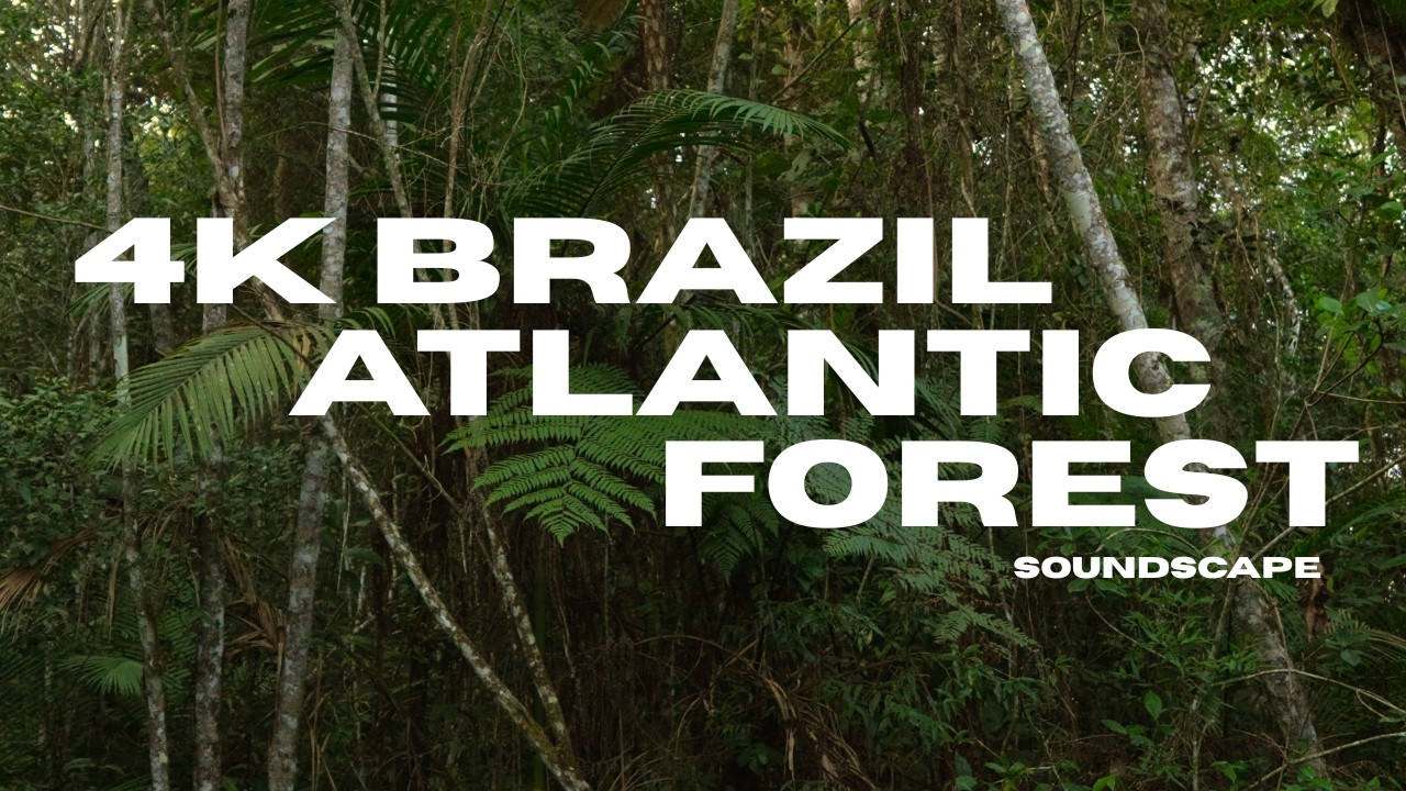 4K Rainforest Soundscape - Atlantic Forest Brazil Stereo Nature Sounds for Sleep, Relaxation & Focus