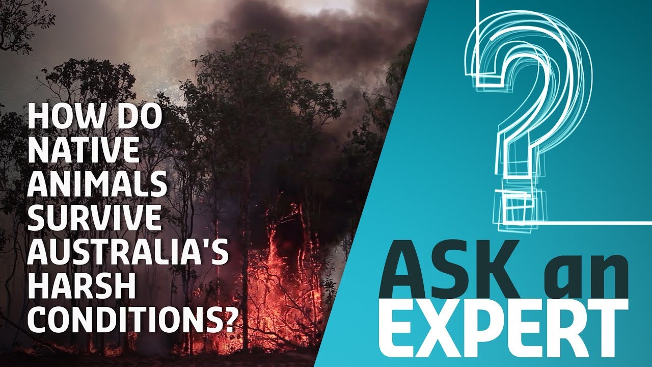 How do native Australian animals survive Australia's harsh environment? | Ask An Expert
