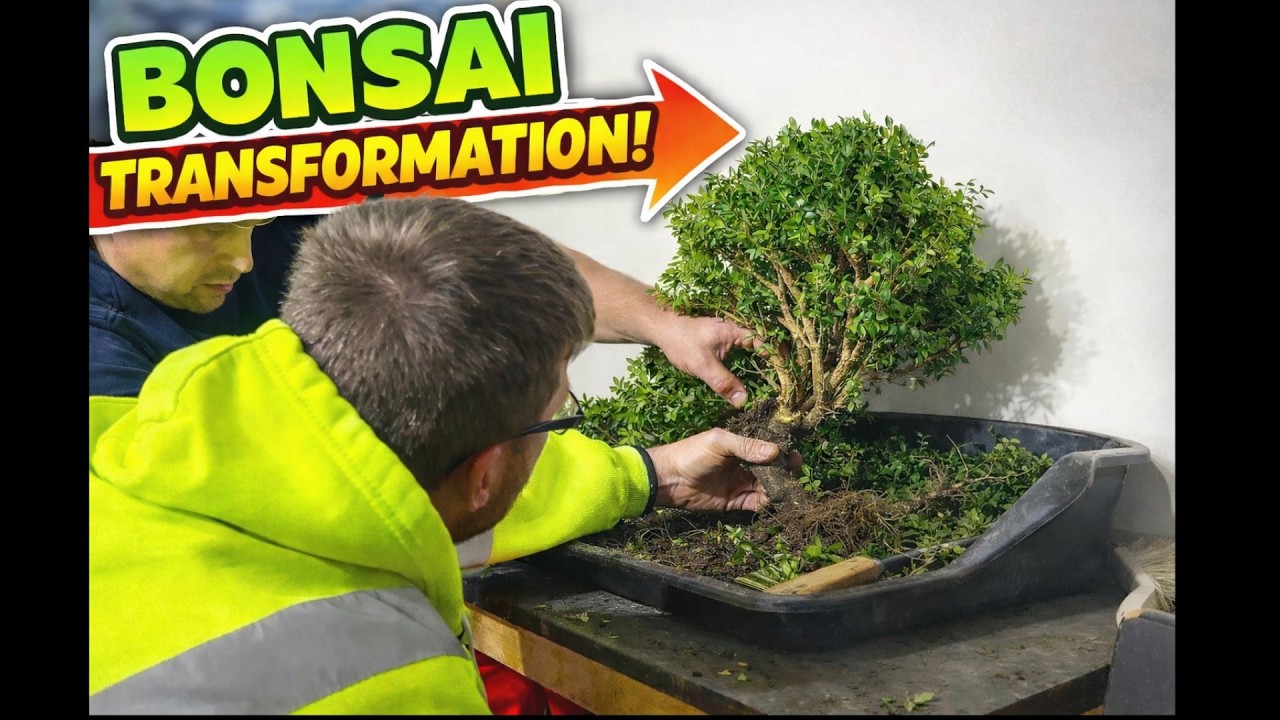 Creating a Boxwood (Buxus) Bonsai from Supermarket Tree (March 2023)