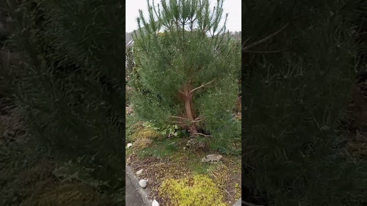 🩷 Окрестности нашего дома в Городе Бад Эмс 👍😀