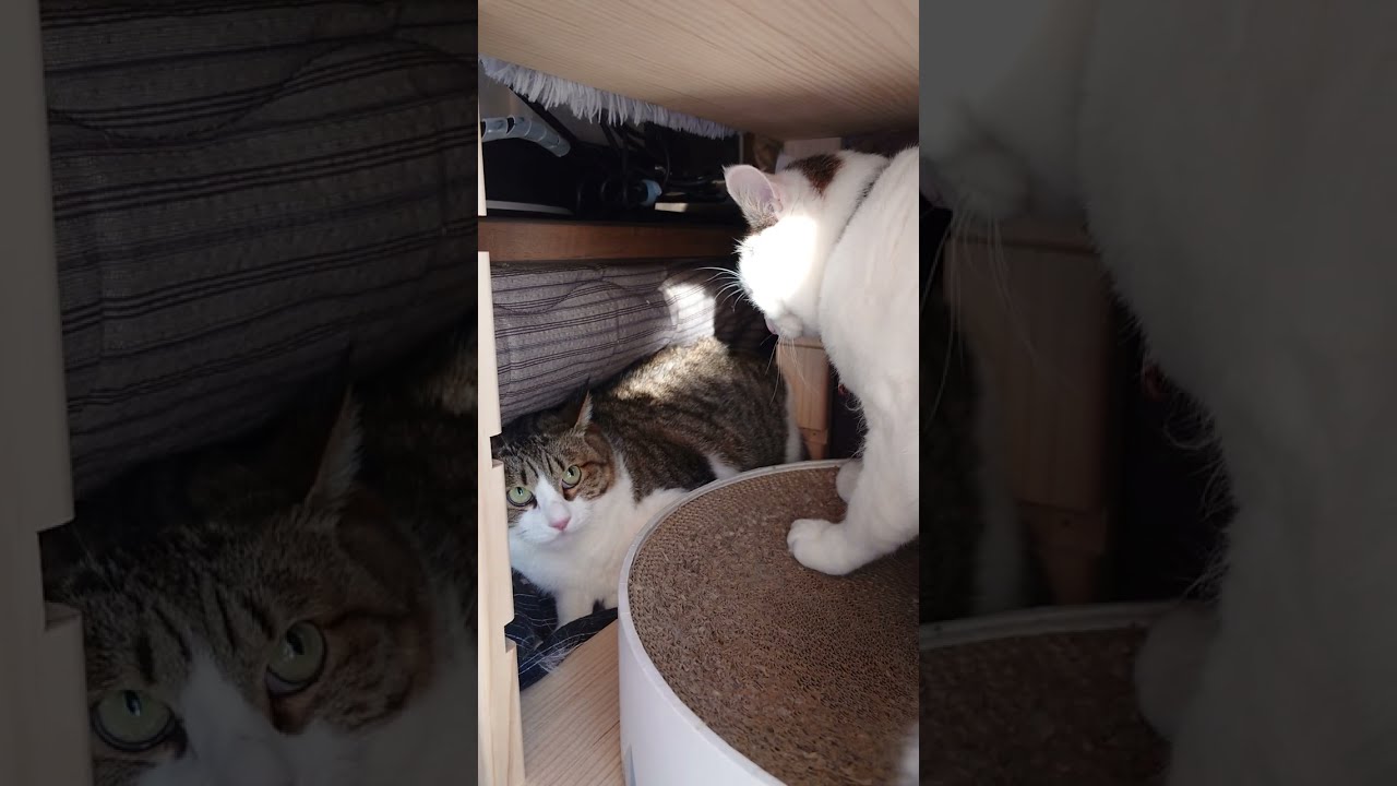 猫の兄妹喧嘩