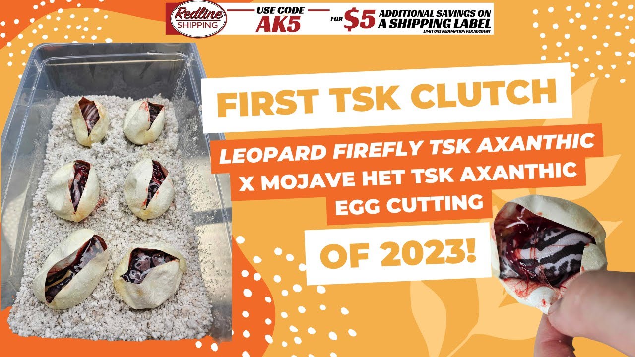 TSK Egg Cutting