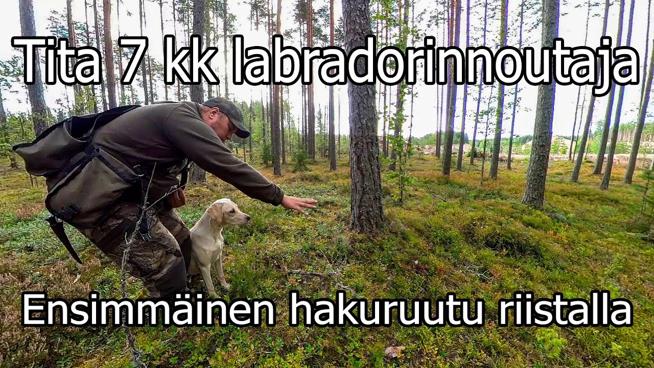 Tita 7kk labradorinnoutaja | Hakuruutu riistalla