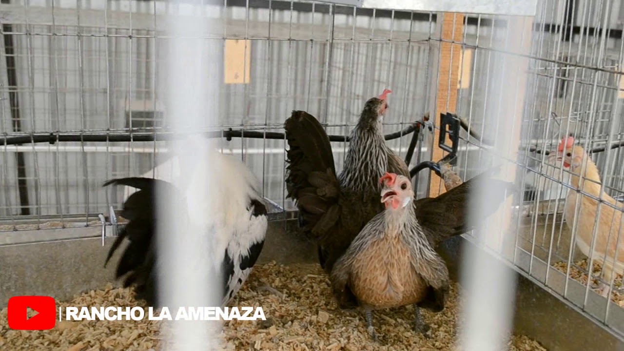 Visita  Criadero de Jaime Muñoz