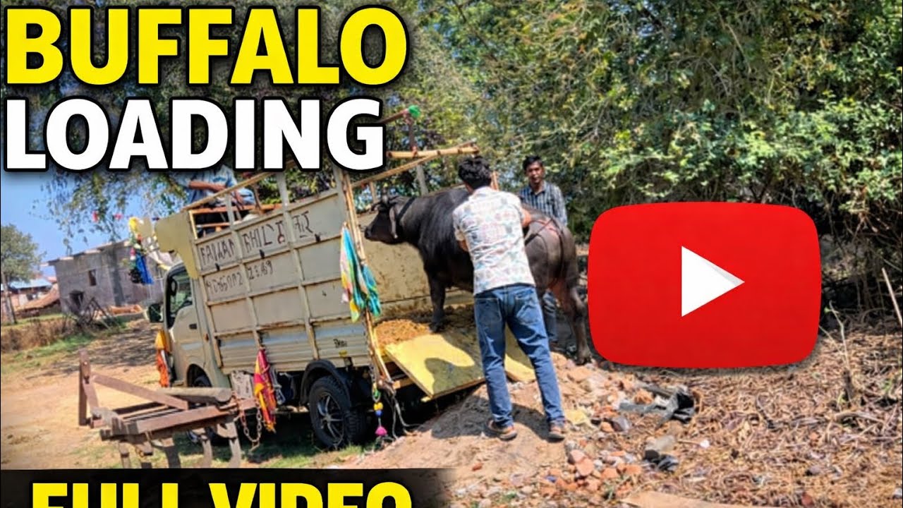 गांव में भैंस लोडिंग का असली नज़ारा 😱 | Buffalo Loading Full Process | Real Village Lif