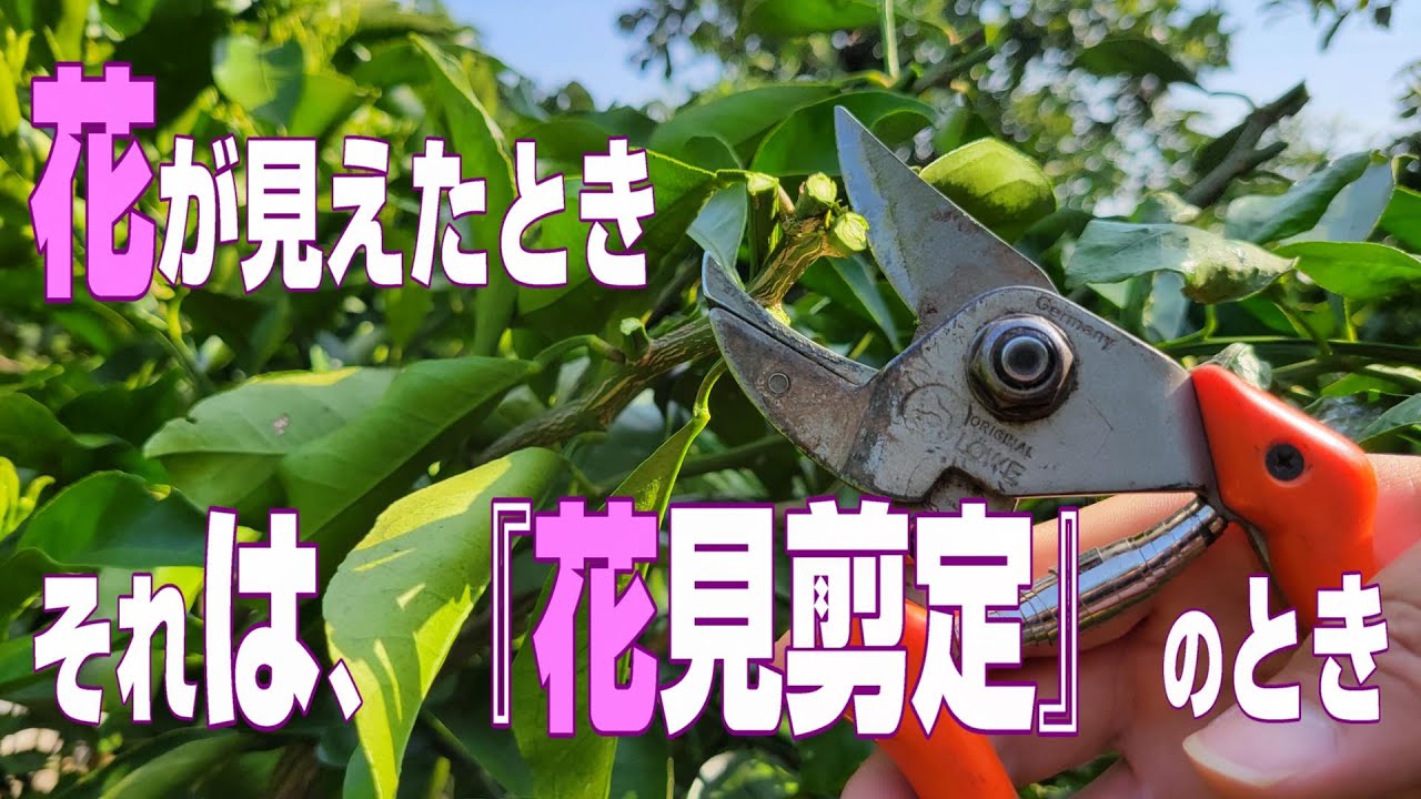 【4月下旬】みかんの剪定に『花見剪定』という剪定方法がある。