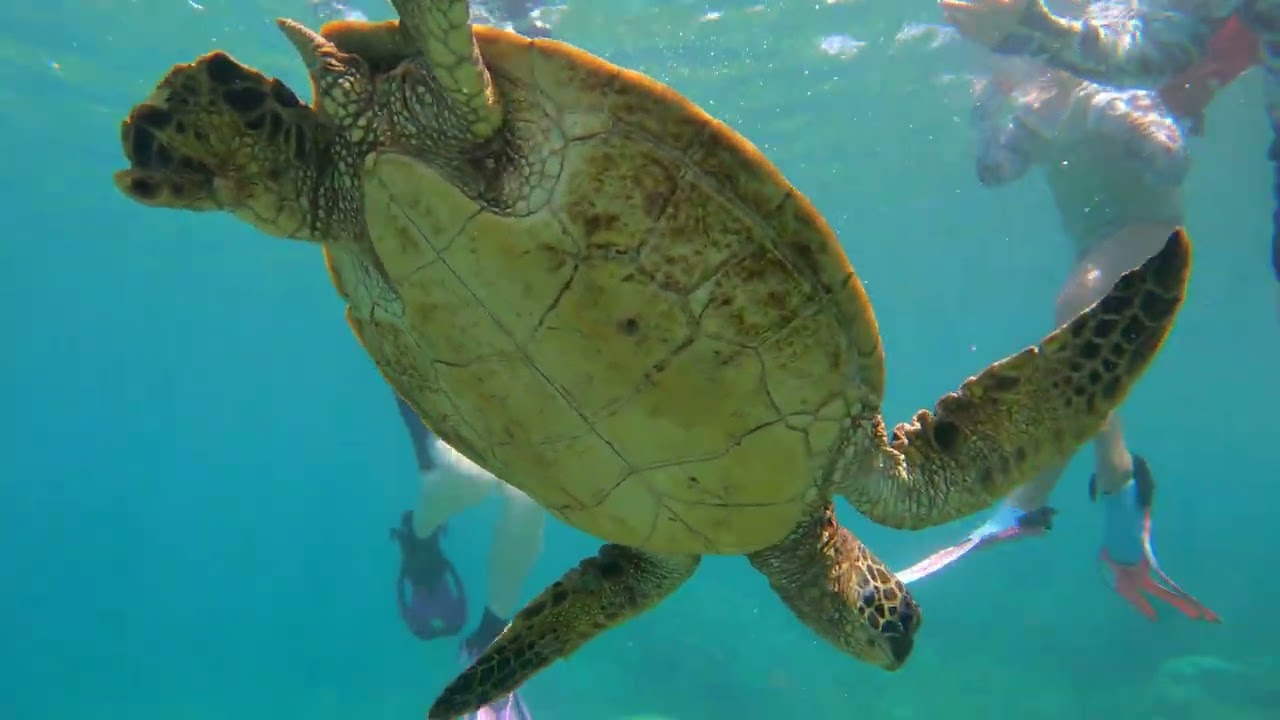 Swimming With Sea Turtles in Maui! 🐢✨ | 4K GoPro Hero9 Adventure (Part 2)