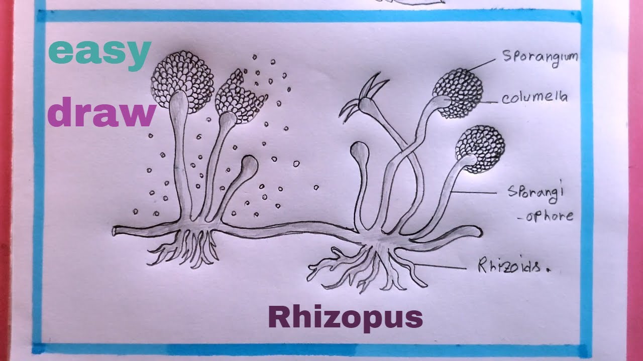 how to draw Rhizopus easy/diagram of Rhizopus