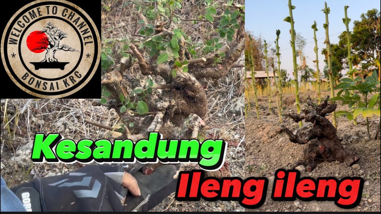 Ketika pulang mendongkel kesandung bahan bonsai ileng ileng