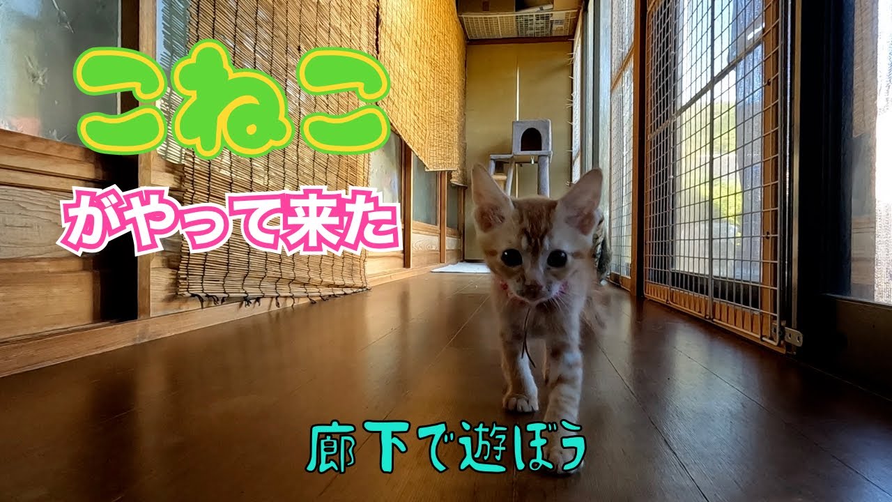 子猫がやって来た‼️😊　　「廊下で遊ぼう」